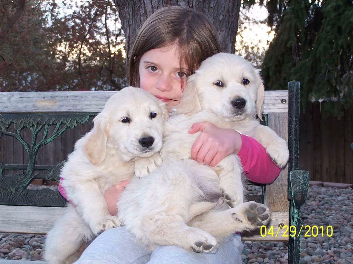Golden Retriever Puppies breeder image 23