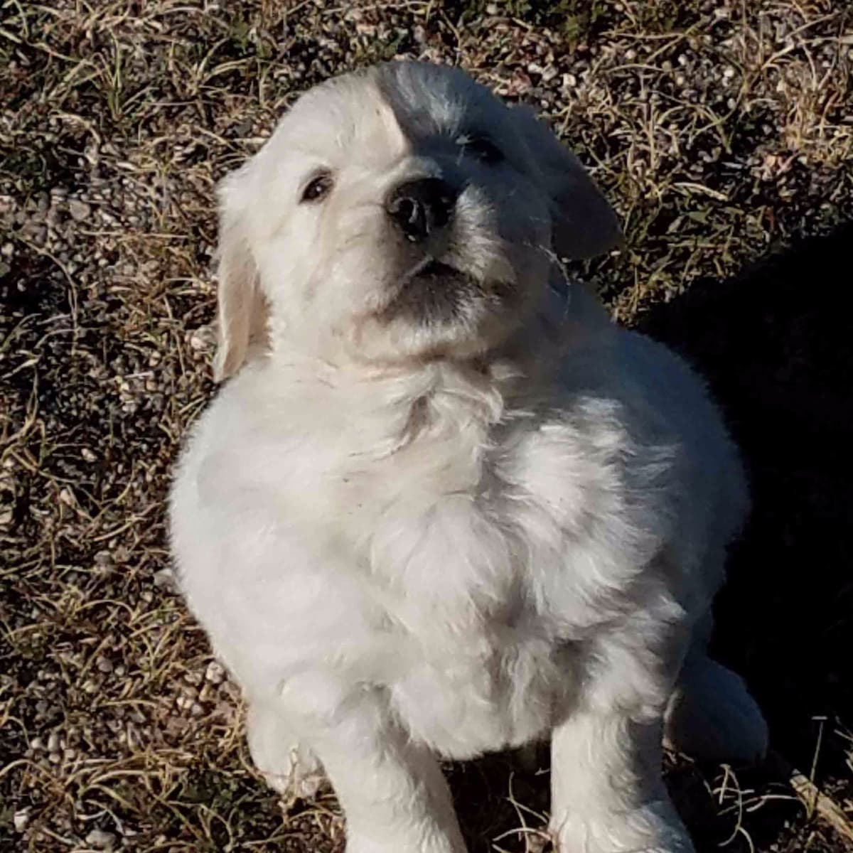 Golden Retriever Puppies breeder image 25