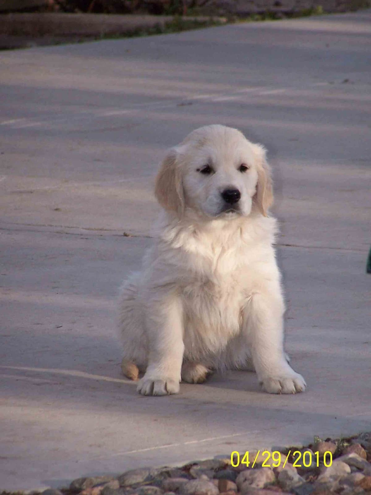 Golden Retriever Puppies breeder image 26