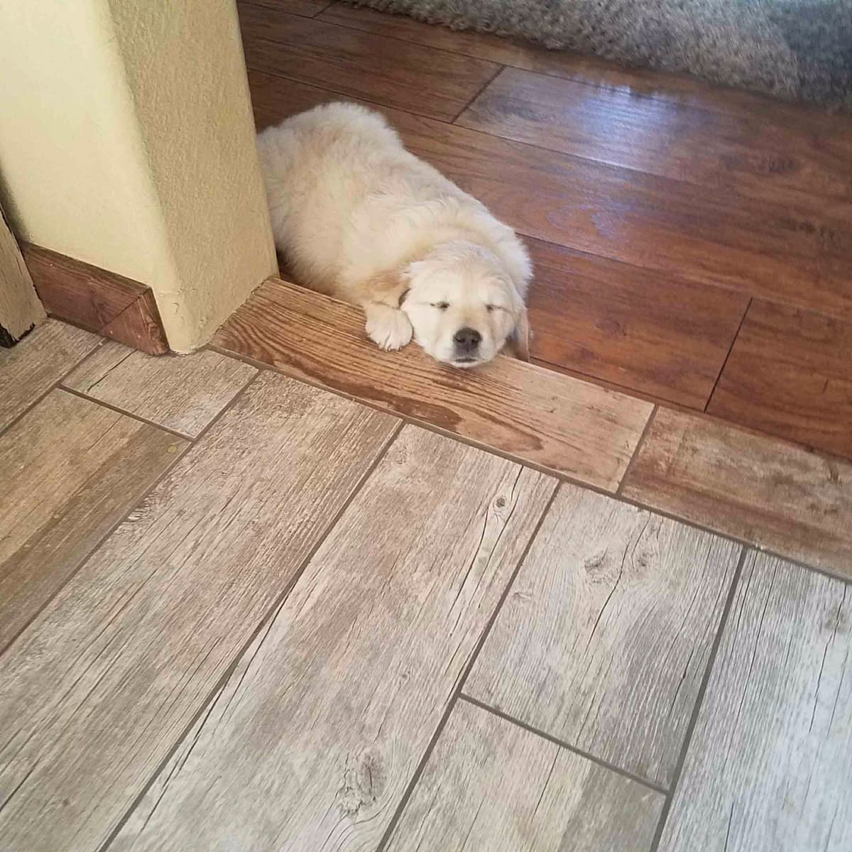 Golden Retriever Puppies breeder image 27