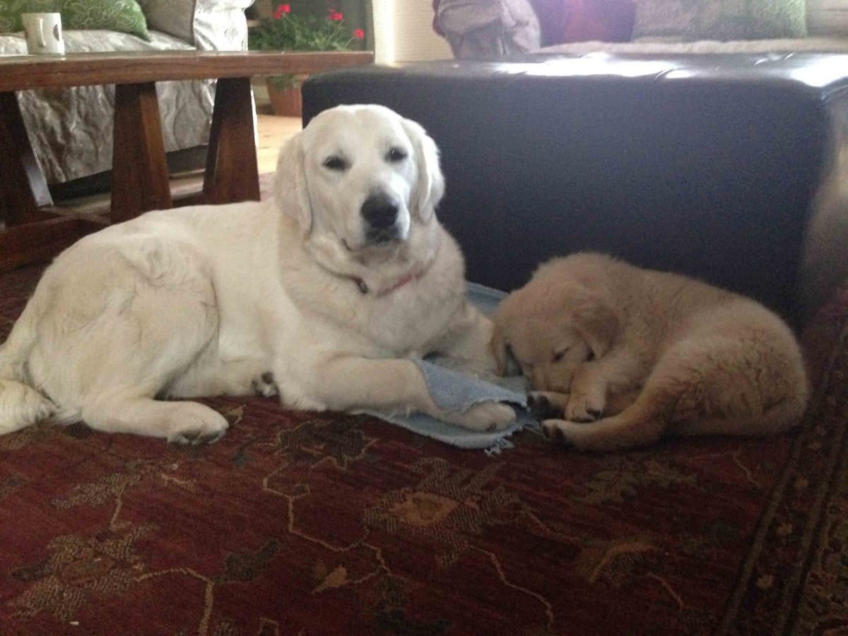 Golden Retriever Puppies breeder image 29