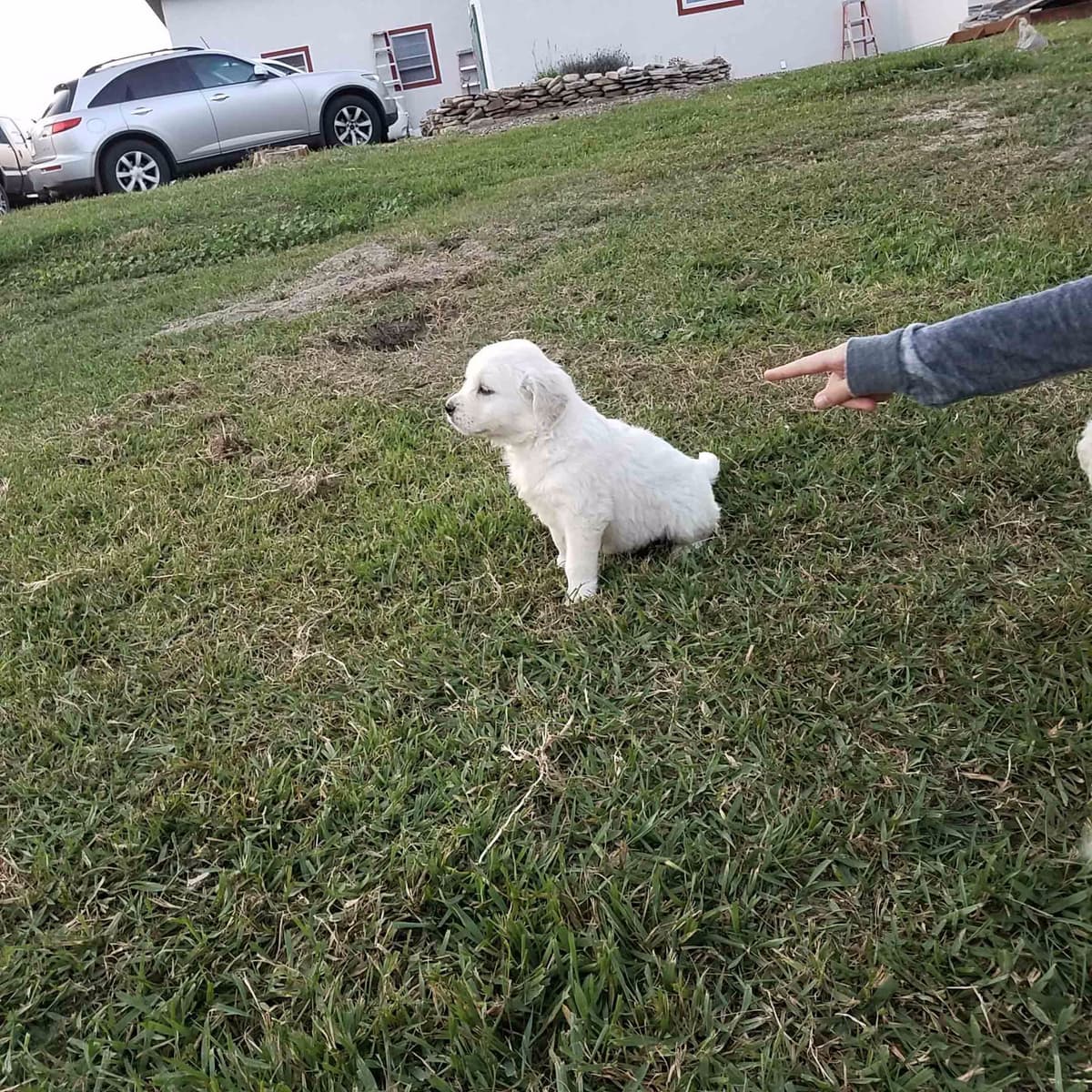 Golden Retriever Puppies breeder image 30