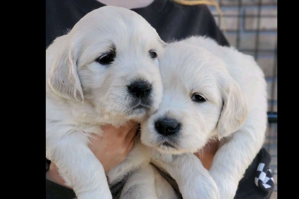 Golden Retriever Puppies breeder image 33