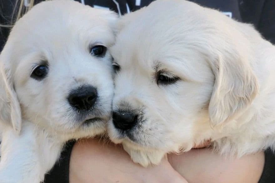 Golden Retriever Puppies breeder image 35