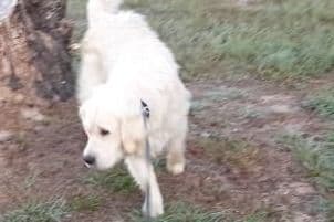 Golden Retriever Puppies breeder image 36