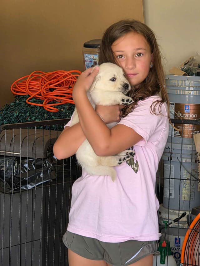 Golden Retriever Puppies media 2