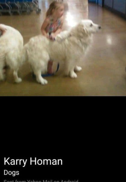 Golden Retriever Puppies media 4