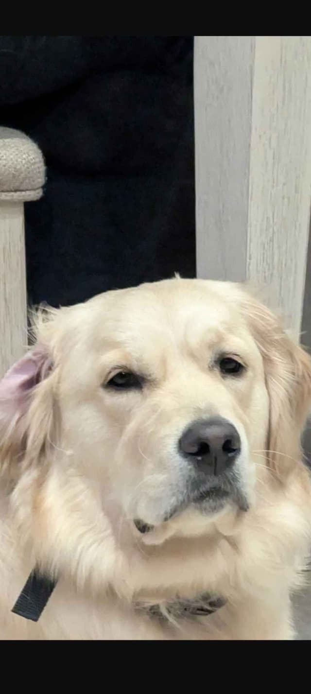 Golden Retriever Puppies media 5