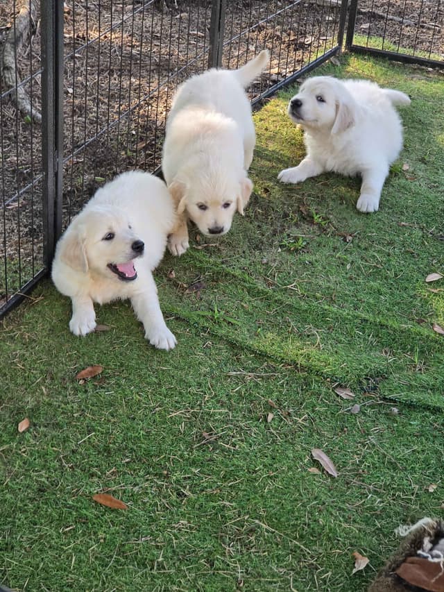 Golden Retriever Puppies media 8