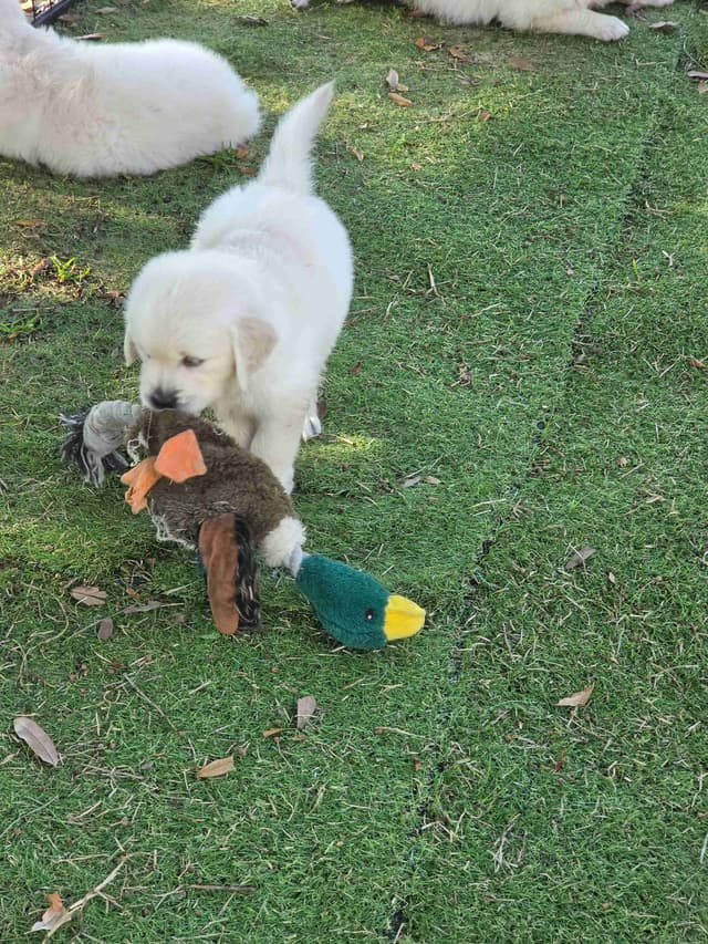 Golden Retriever Puppies media 9