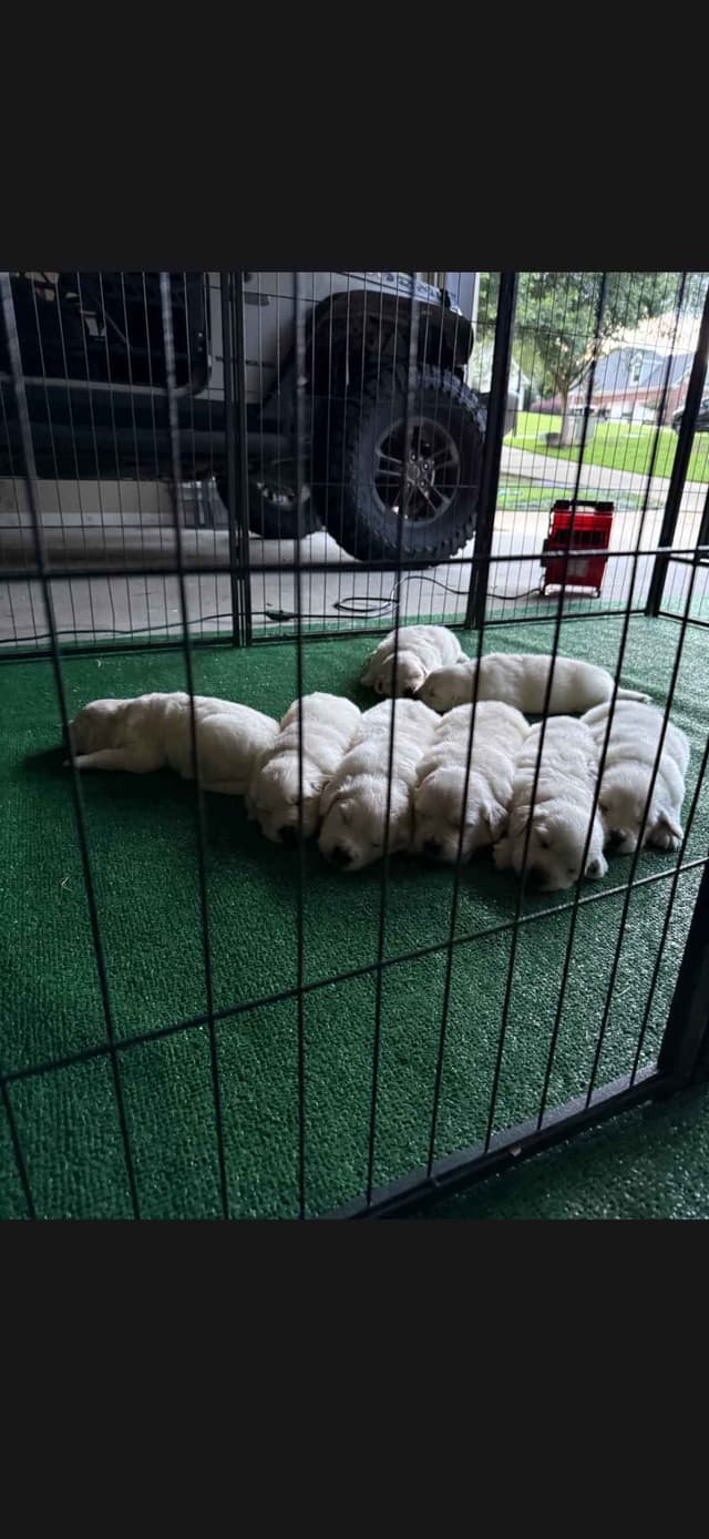 Golden Retriever Puppies media 11