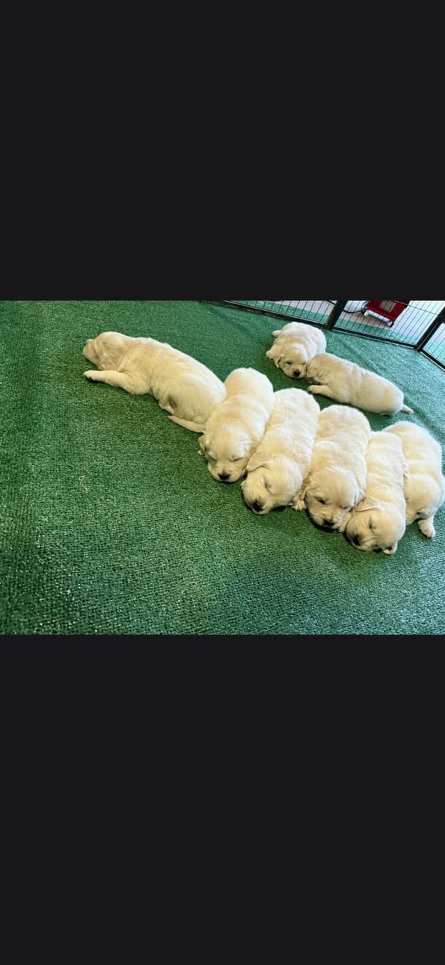 Golden Retriever Puppies media 10