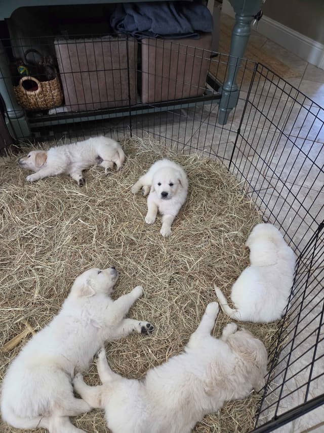Golden Retriever Puppies media 13