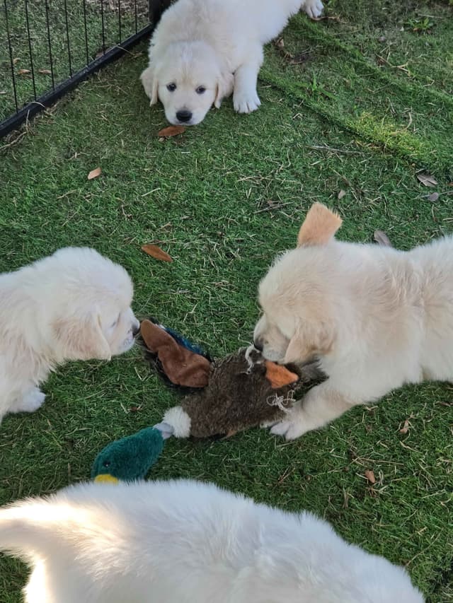Golden Retriever Puppies media 16