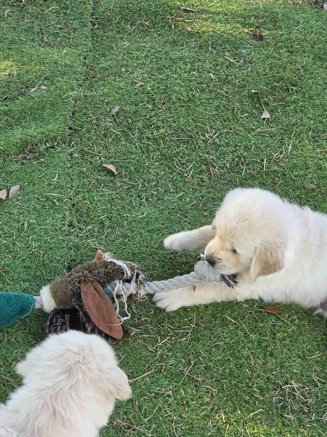 Golden Retriever Puppies media 15