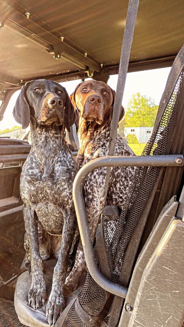 German Shorthaired Pointer Puppies media 2