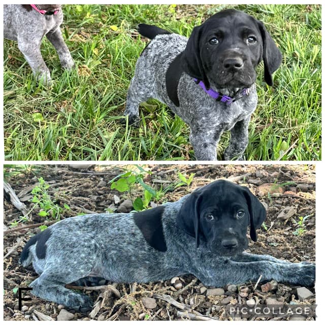 German Shorthaired Pointer Puppies media 3