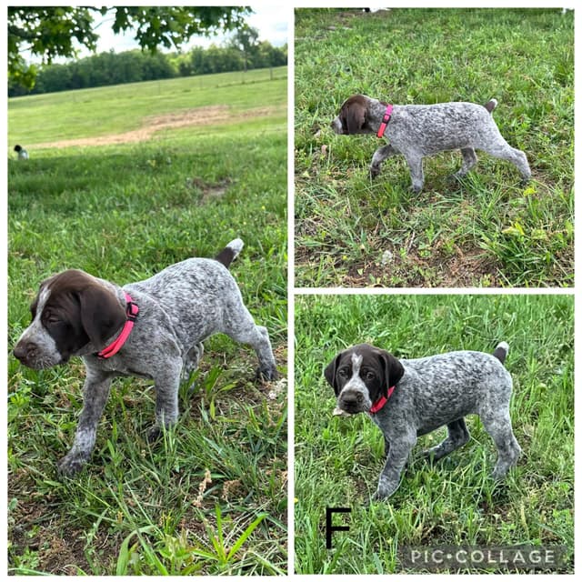 German Shorthaired Pointer Puppies media 4
