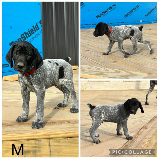 German Shorthaired Pointer Puppies media 5