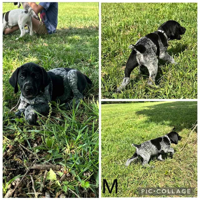 German Shorthaired Pointer Puppies media 6