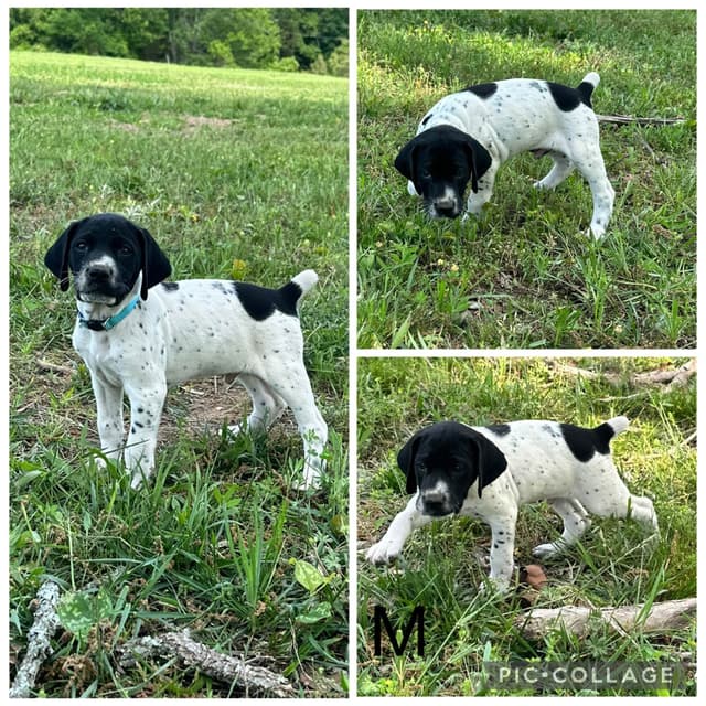 German Shorthaired Pointer Puppies media 8