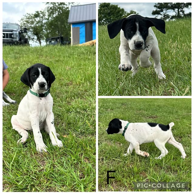 German Shorthaired Pointer Puppies media 11