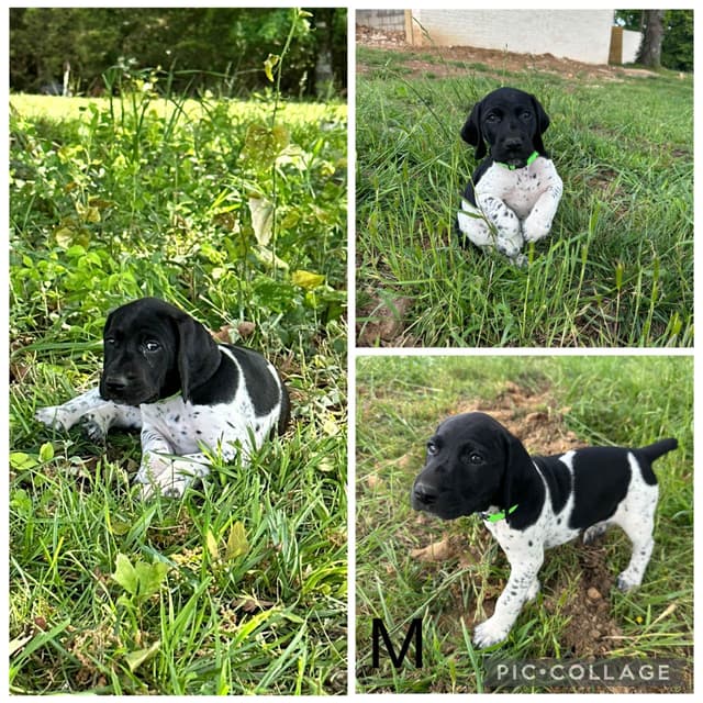 German Shorthaired Pointer Puppies media 12