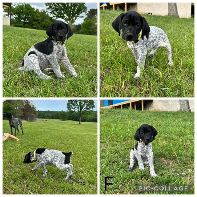 German Shorthaired Pointer Puppies media 13
