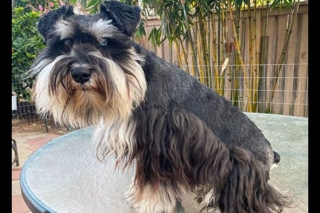 Miniature Schnauzer Puppies breeder image 2