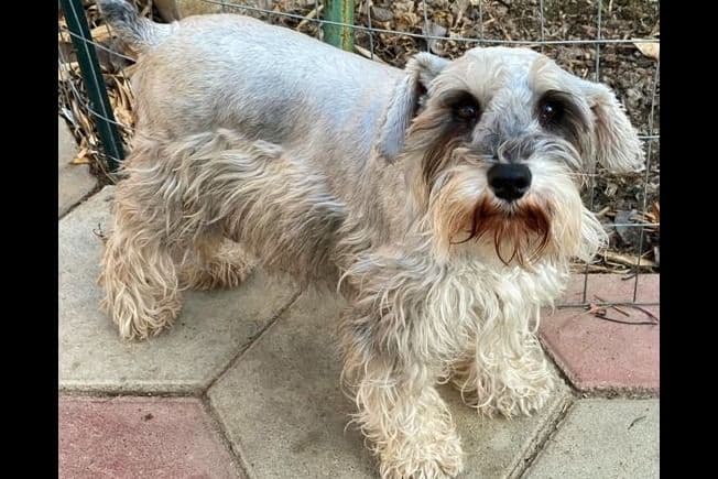 Miniature Schnauzer Puppies breeder image 3