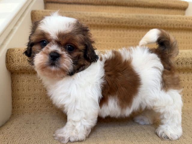 Shih Tzu Puppies media 11