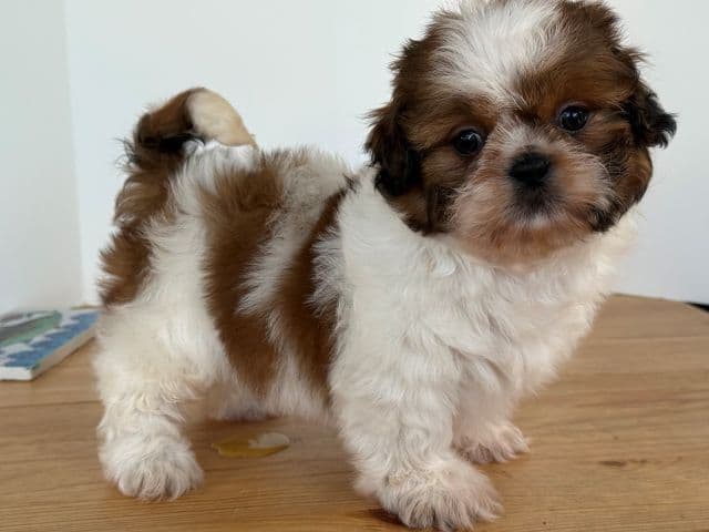 Shih Tzu Puppies media 7