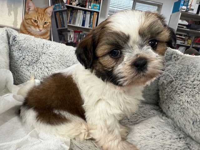 Shih Tzu Puppies media 15
