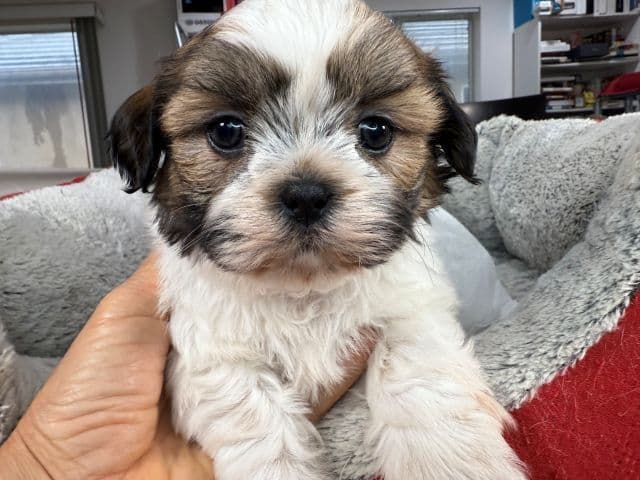 Shih Tzu Puppies media 16