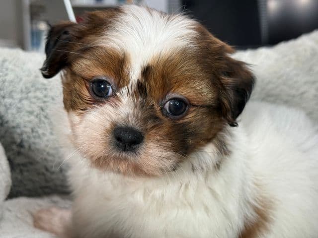 Shih Tzu Puppies media 17