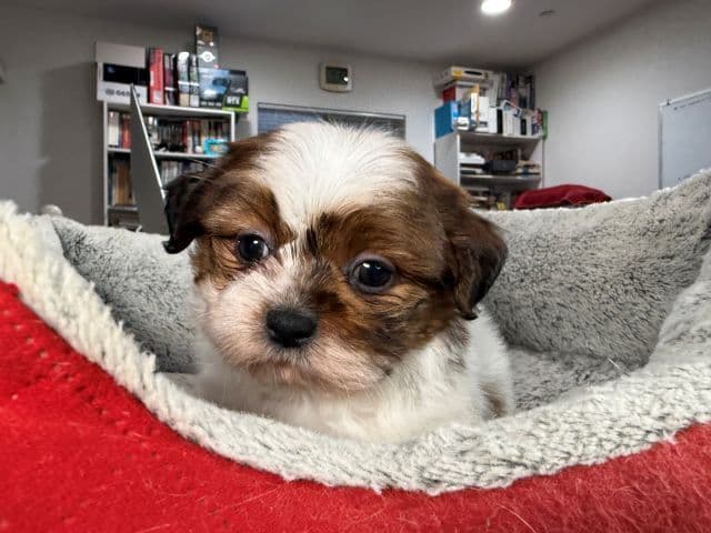 Shih Tzu Puppies media 18