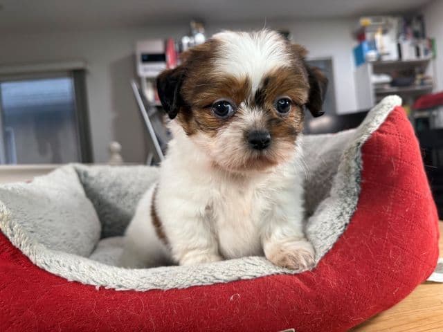 Shih Tzu Puppies media 19