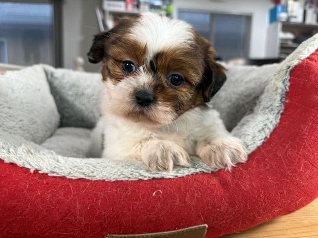 Shih Tzu Puppies media 20
