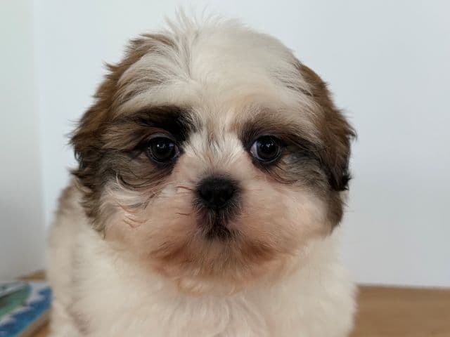 Shih Tzu Puppies media 6
