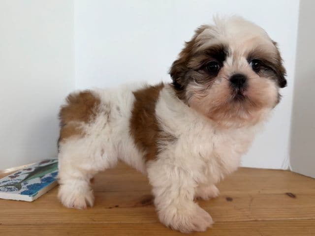 Shih Tzu Puppies media 2