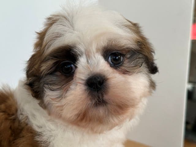 Shih Tzu Puppies media 5