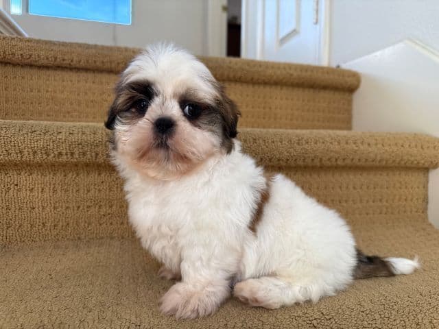 Shih Tzu Puppies media 4