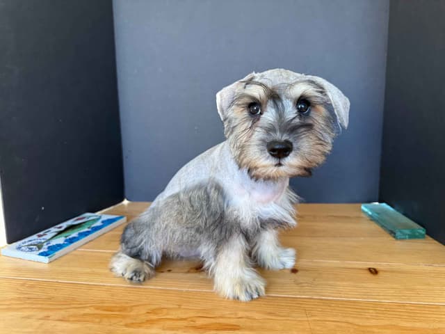 Miniature Schnauzer Puppies media 4