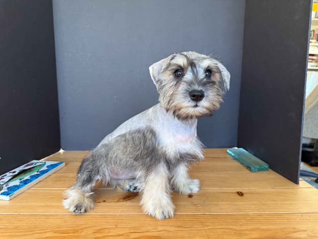 Miniature Schnauzer Puppies media 2