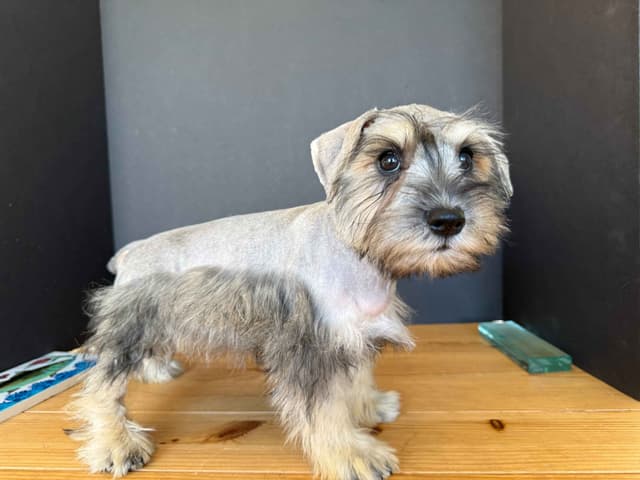 Miniature Schnauzer Puppies media 3