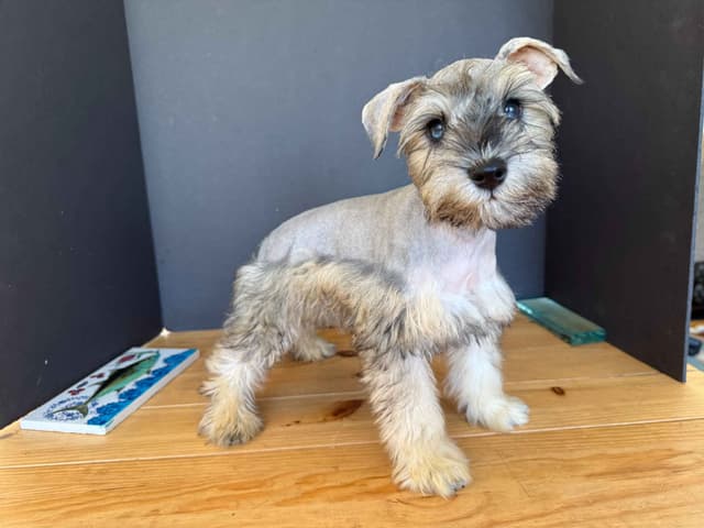 Miniature Schnauzer Puppies media 5