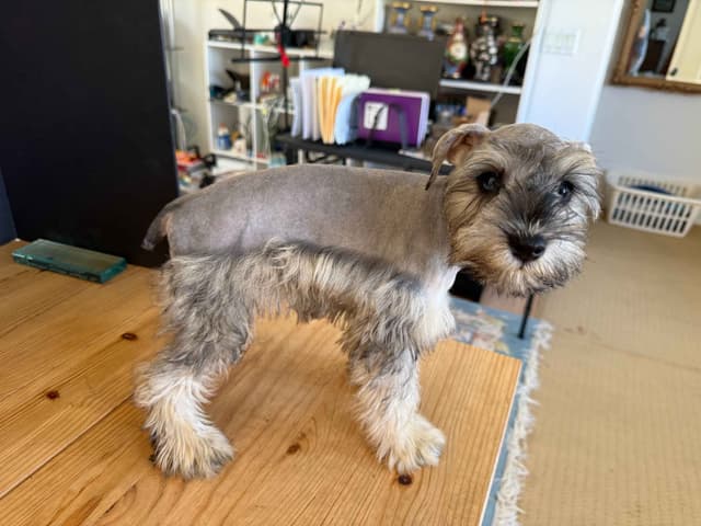 Miniature Schnauzer Puppies media 6