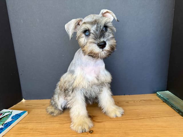 Miniature Schnauzer Puppies media 7
