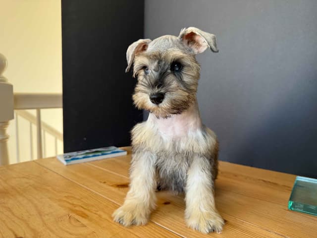 Miniature Schnauzer Puppies media 8