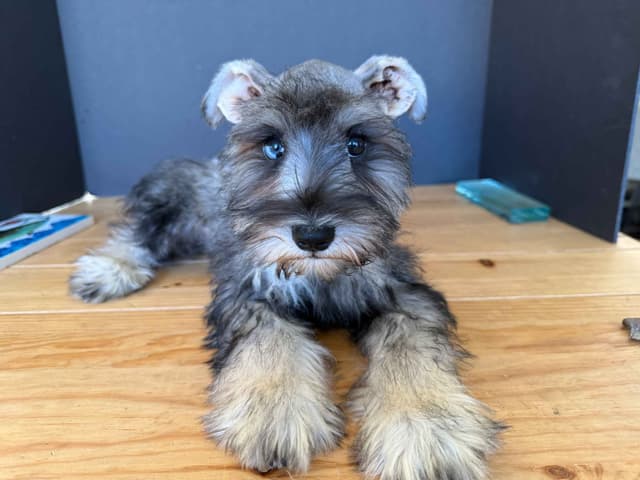 Miniature Schnauzer Puppies media 9